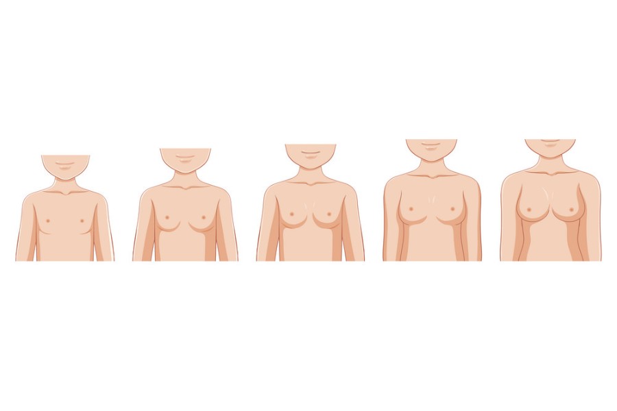 Ngực của nữ giới phát triển như thế nào? Cơ chế phát triển vòng 1