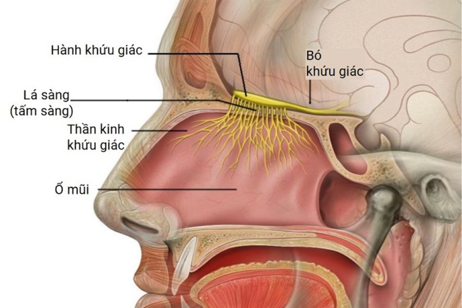 Cấu tạo của hệ thống thần kinh mũi 